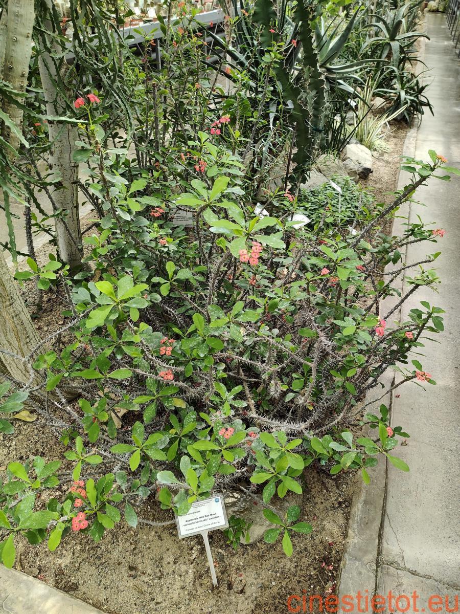 Gradina_botanica_IAsi (6)